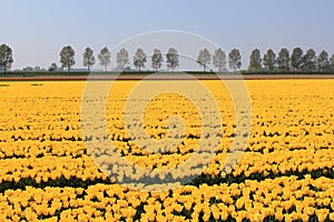 A wonderful field with yellow tulips in the spring sunshine in holland and a row of trees in the background