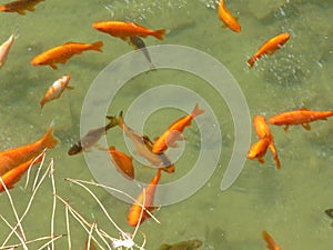 A wonderful flock of Golden shirts in a pond near the ruins of the Roman forum. Rome, Italy. August 2012