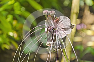 Wonderful flower of tacca chantrieri in sunlight
