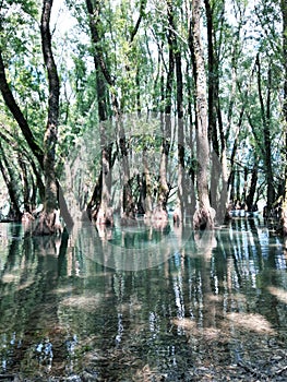 Wonderful forest in the lake of Villetta Barrea, Abruzzo, Italy