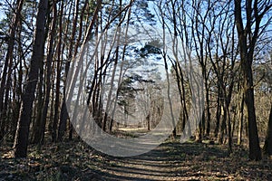 Wonderful forest with wind-blown trees, branches and fall foliage. Berlin, Germany