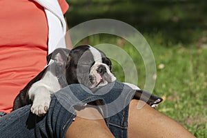 A wonderful four-legged friend. Tired young Boston Terrier with owner