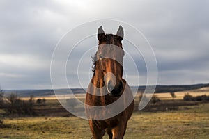 Wonderful frienldly horse on a farm near Gant village