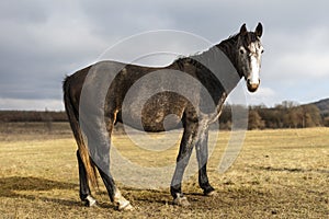 Wonderful frienldly mare on a farm near Gant village