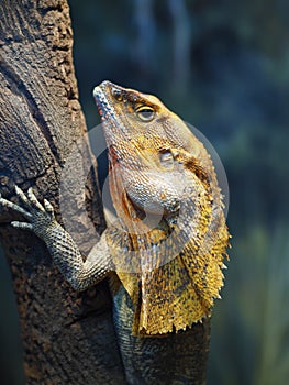 A wonderful Frilled-neck Lizard clinging to a branch.