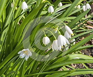 Wonderful garden flowersin full bloom