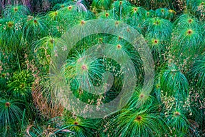 Wonderful garden of lush papyrus plants