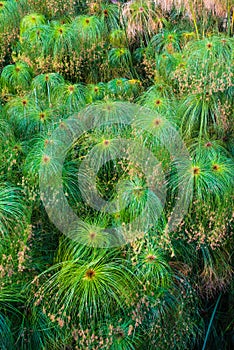 Wonderful garden of lush papyrus plants