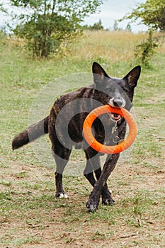 Wonderful German Shepherd dog walking in nature, carrying puller toy in mouth and enjoying activity on summer day.