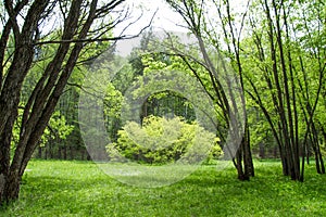 Wonderful glade in a spring forest