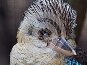 Wonderful glorious Blue-winged Kookaburra.