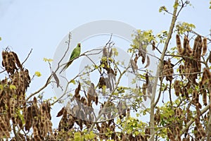 A wonderful green color parakeet on a grain plant in a village. This small curious creature is very shy and moving