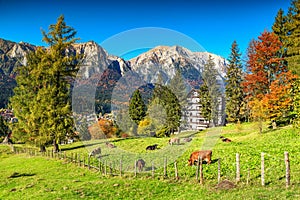Wonderful green fields with grazing cows,Busteni,Transylvania,Romania,Europe