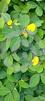 Wonderful green leaves with small tellow flowers