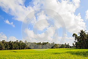 Wonderful Green Rice field and blue sky