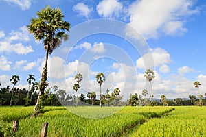 Wonderful Green Rice field and blue sky