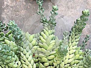 A wonderful green succulent plant