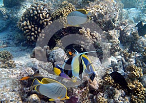 Wonderful group of different colorful fish over corals in Indian Ocean