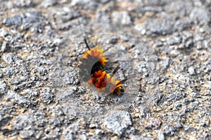 Wonderful hairy orange and black caterpillar on asphalt Costa Rica