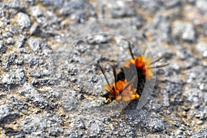 Wonderful hairy orange and black caterpillar on asphalt Costa Rica