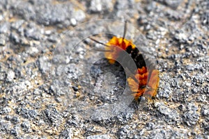 Wonderful hairy orange and black caterpillar on asphalt Costa Rica