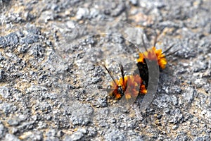 Wonderful hairy orange and black caterpillar on asphalt Costa Rica