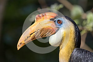 Male Sunda wrinkled hornbill - Rhabdotorrhinus corrugatus photo