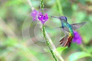 Wonderful Hummingbird in flight, Golden-tailed sapphire, Peru