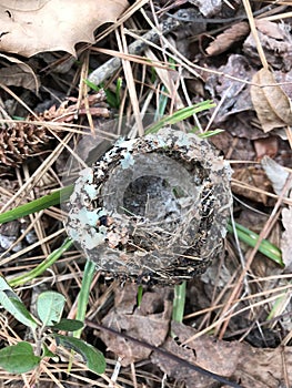 Wonderful Hummingbird Nest made of Spiders Webs and Lichen