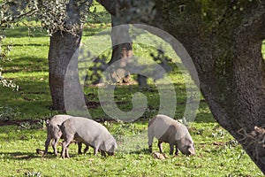 Wonderful Iberian pigs in a meadow