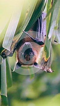 Wonderful image of a bat that was hung on a leaf of banana plant high definition image