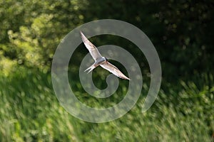 Wonderful image of Common Tern Sterna Hirunda in flight with open wing span