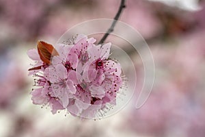 Close shot of a Japanese flowering cherry in Austria