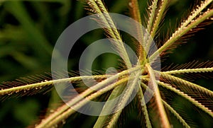 A wonderful landscape of crow foot grass flowers with green background.