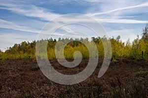 Wonderful landscape in the Drover Heide nature reserve