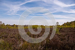 Wonderful landscape in the Drover Heide nature reserve