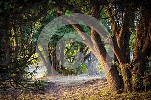 Wonderful landscape, evening meadow flooded with warm sunlight photo