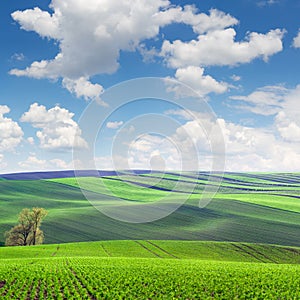 Wonderful Landscape of fields in beautiful colorful and striped photo