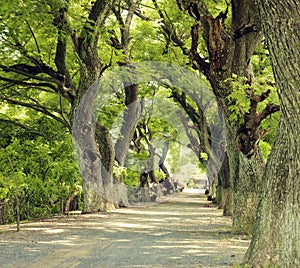 Wonderful landscape, Mekong Delta, row of tree