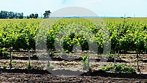 Wonderful landscape panorama of the vineyard