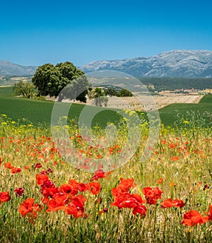 Wonderful landscape surrounding Alhama de Granada, Andalusia, Spain. photo