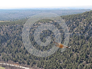 Wonderful large bird in flight enjoying the wind photo