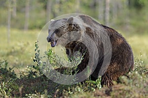 Wonderful large male brown bear, Finland