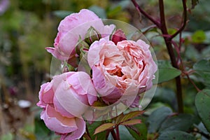 Wonderful lossoms of a pink rose in the garden photo