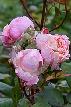 Wonderful lossoms of a pink rose in the garden photo