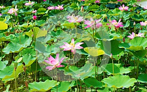 Wonderful lotus pond, Vietnam flower