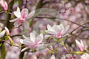 Wonderful magnolia flowers