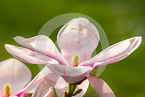 Wonderful magnolia flowers in blossom in spring