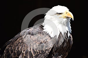 Wonderful majestic portrait of an american bald eagle with a black background