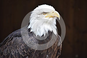 Wonderful majestic portrait of an american bald eagle with a black background